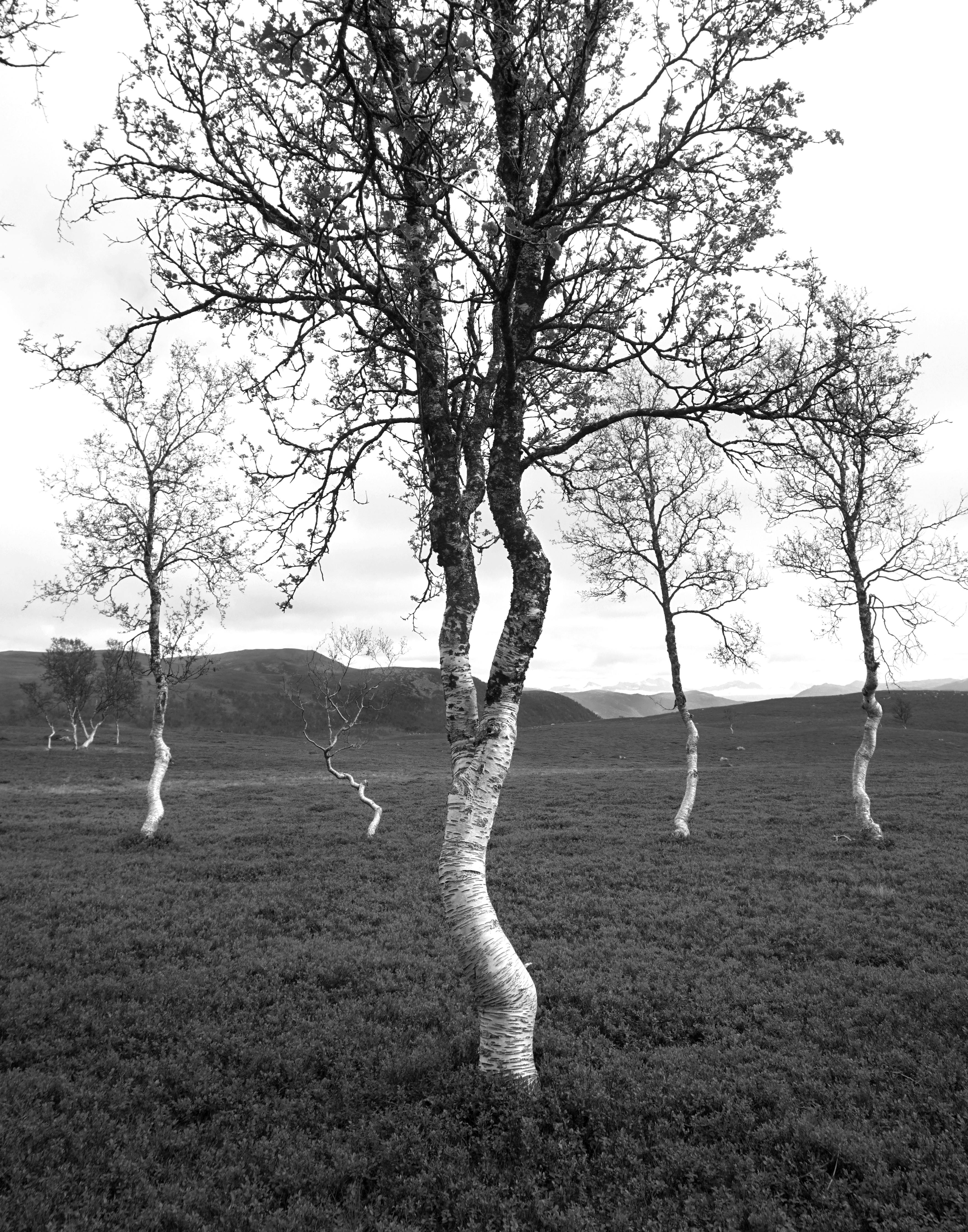 Bent Tree Norway